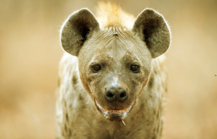 Características de los dientes de la hiena