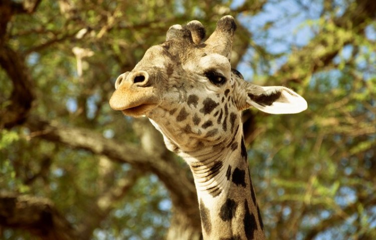 Características de los dientes de la jirafa