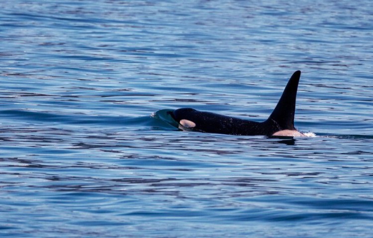 Características de los dientes de la orca