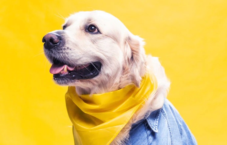 Características de los dientes del Golden retriever