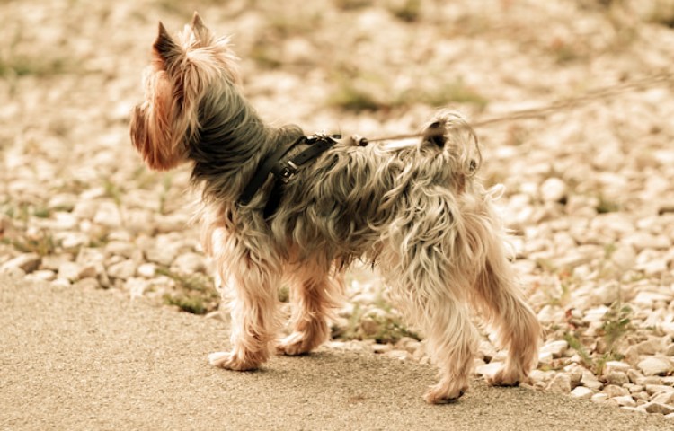 Características de los dientes del Yorkshire terrier