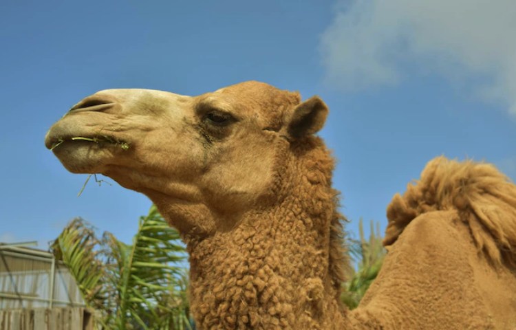 Características de los dientes del camello