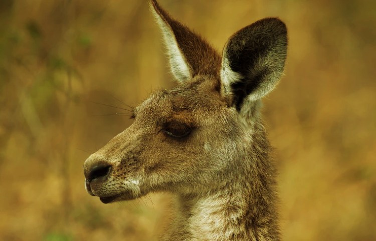 Características de los dientes del canguro