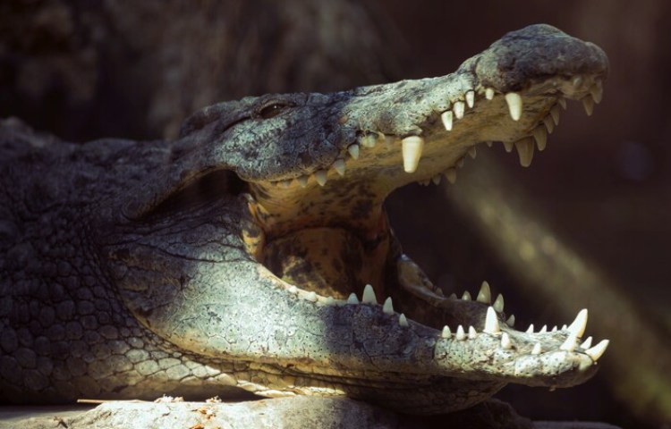 Características de los dientes del cocodrilo