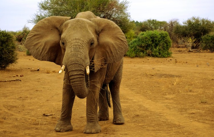 Características de los dientes del elefante