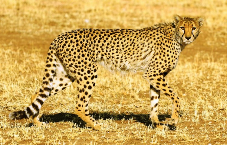 Características de los dientes del guepardo