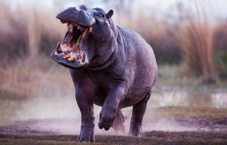 Características de los dientes del hipopótamo