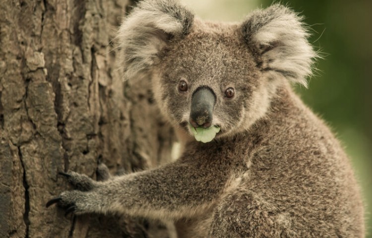 Características de los dientes del koala