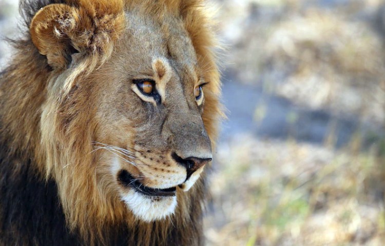 Características de los dientes del león