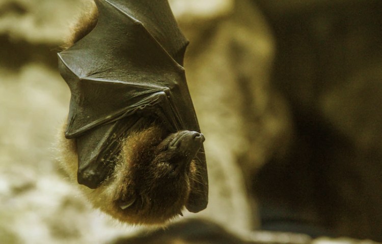 Características de los dientes del murciélago