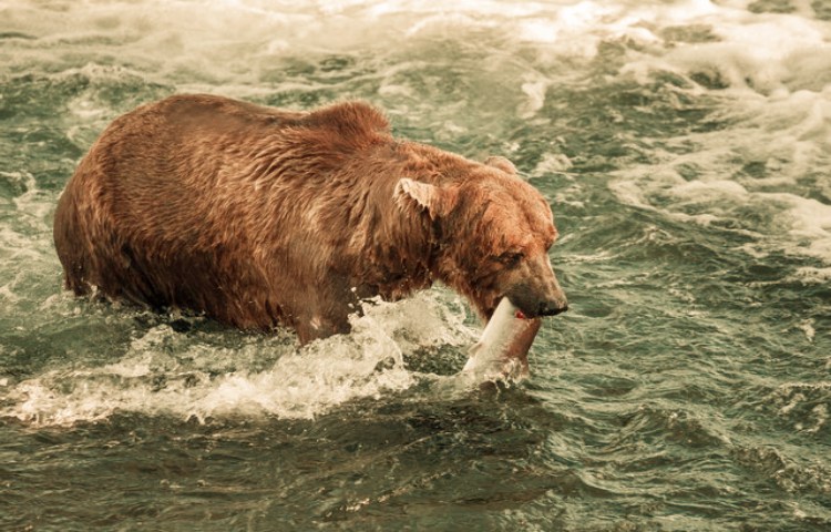 Características de los dientes del oso grizzly