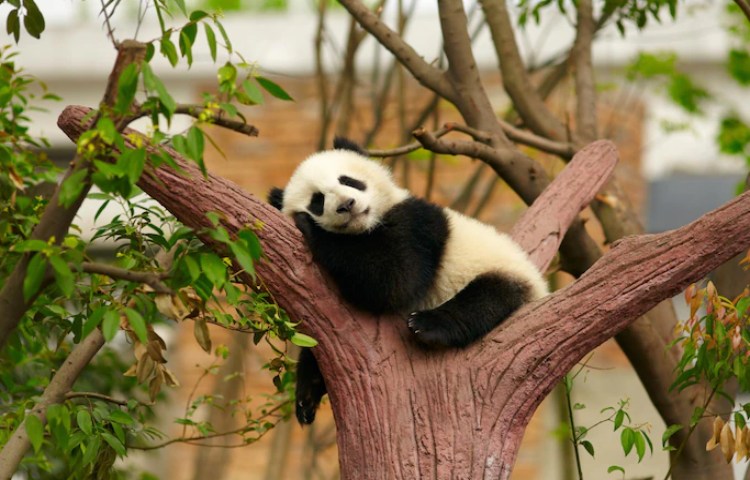 Características de los dientes del oso panda