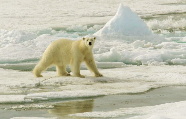 Características de los dientes del oso polar