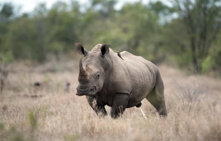 Características de los dientes del rinoceronte