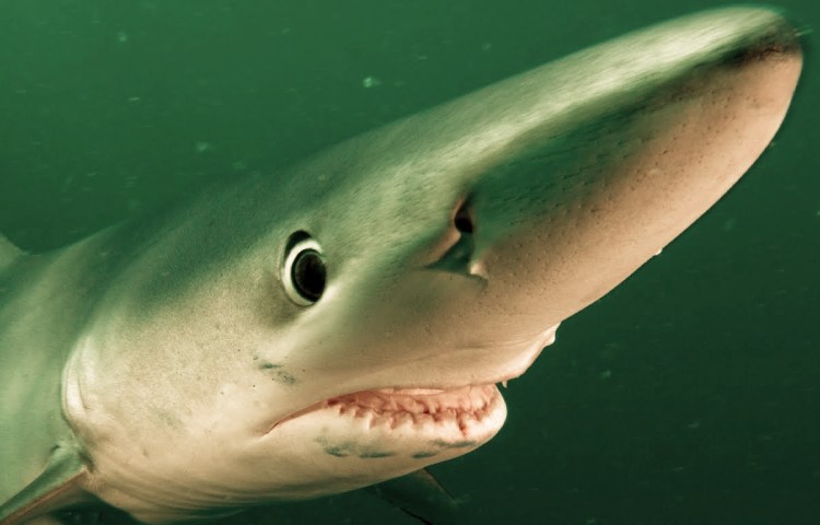 Características de los dientes del tiburón azul