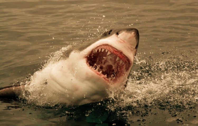 Características de los dientes del tiburón blanco