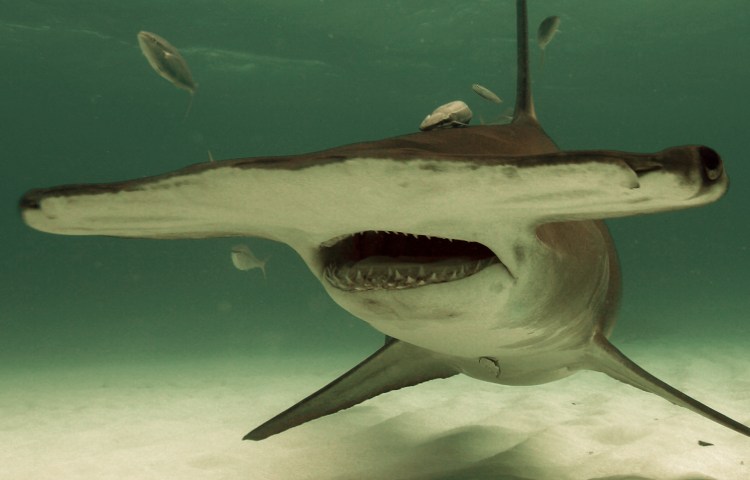 Características de los dientes del tiburón martillo