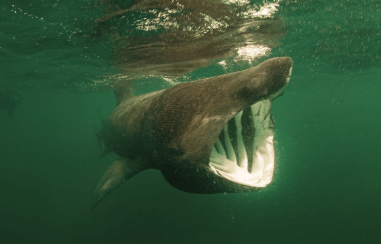 Características de los dientes del tiburón peregrino