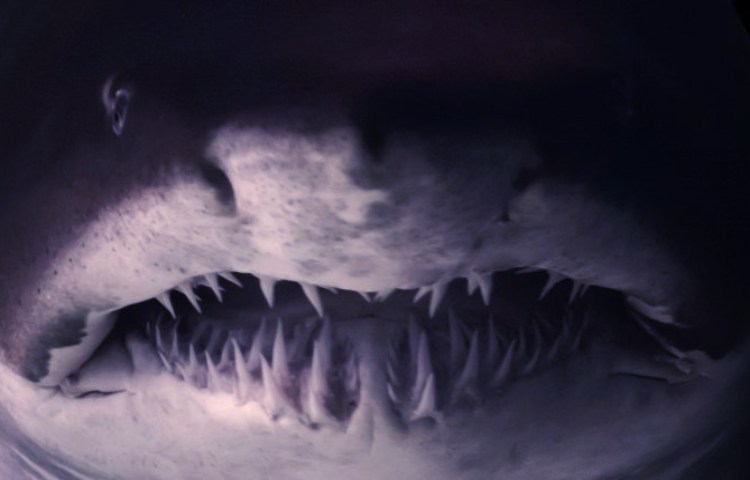 Características de los dientes del tiburón tigre