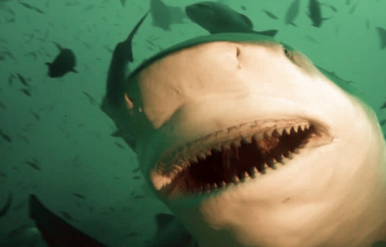 Características de los dientes del tiburón toro