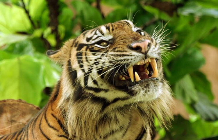 Características de los dientes del tigre