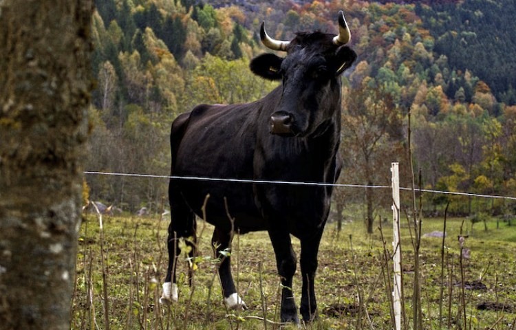 Características de los dientes del toro