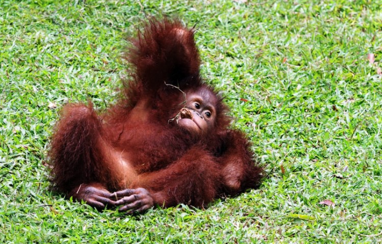 Cuánta fuerza tiene un orangután