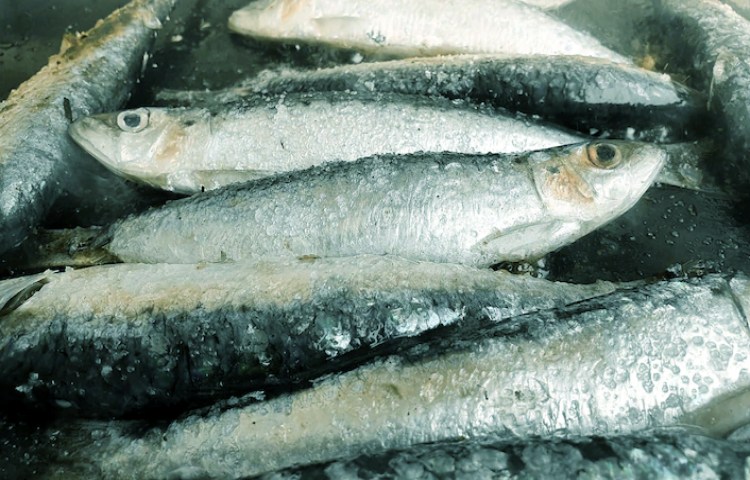 Diferencias nutricionales entre arenque y sardina