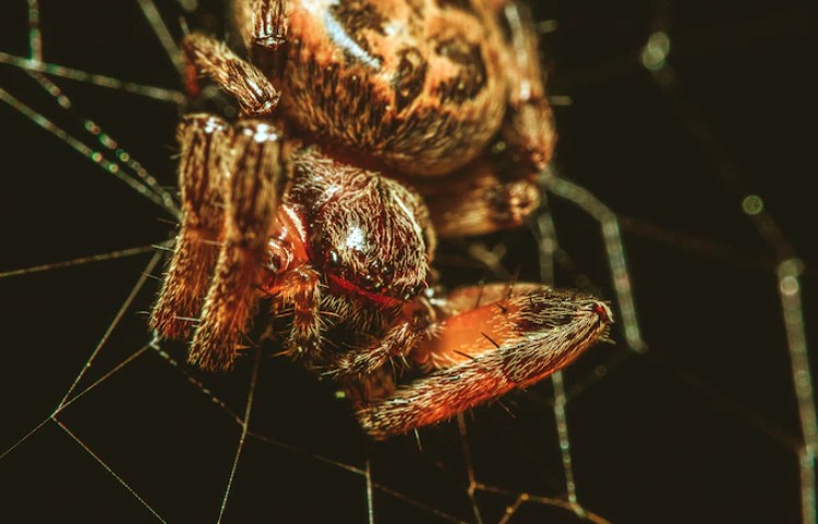 Similitudes entre araña y hormiga
