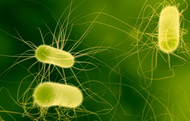 Similitudes entre organismos aerobios y anaerobios