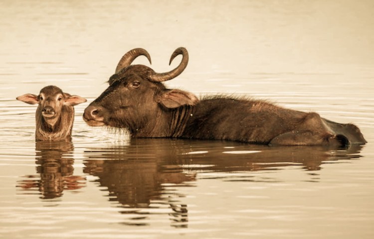 Diferencias entre búfalo y buey