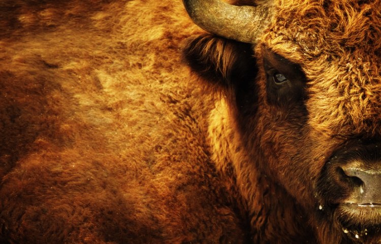 Diferencias entre búfalo y ñu