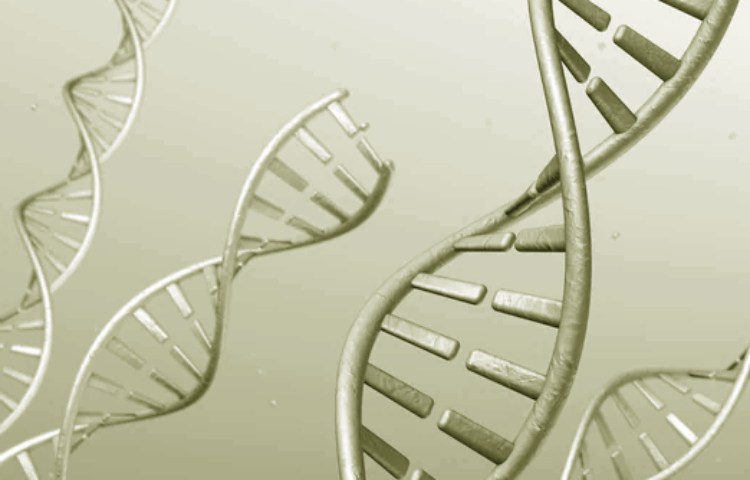 Ejemplos de mutaciones genéticas beneficiosas