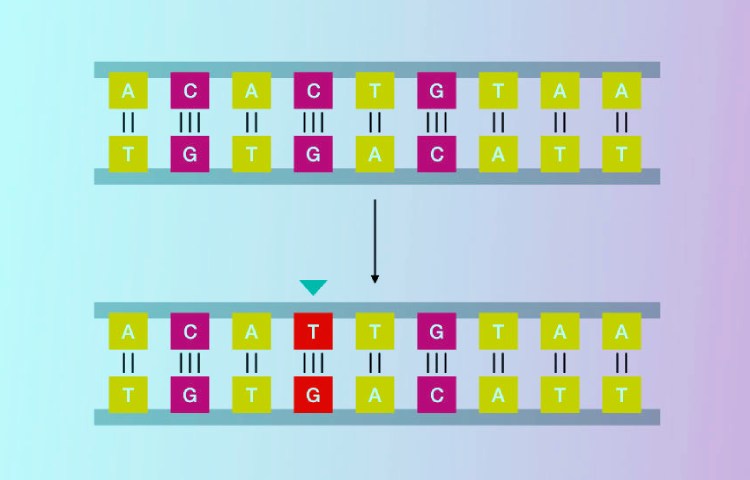 Ejemplos de mutaciones genéticas y cromosómicas