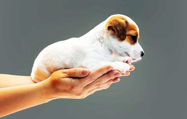 Por qué los perros lamen la mano